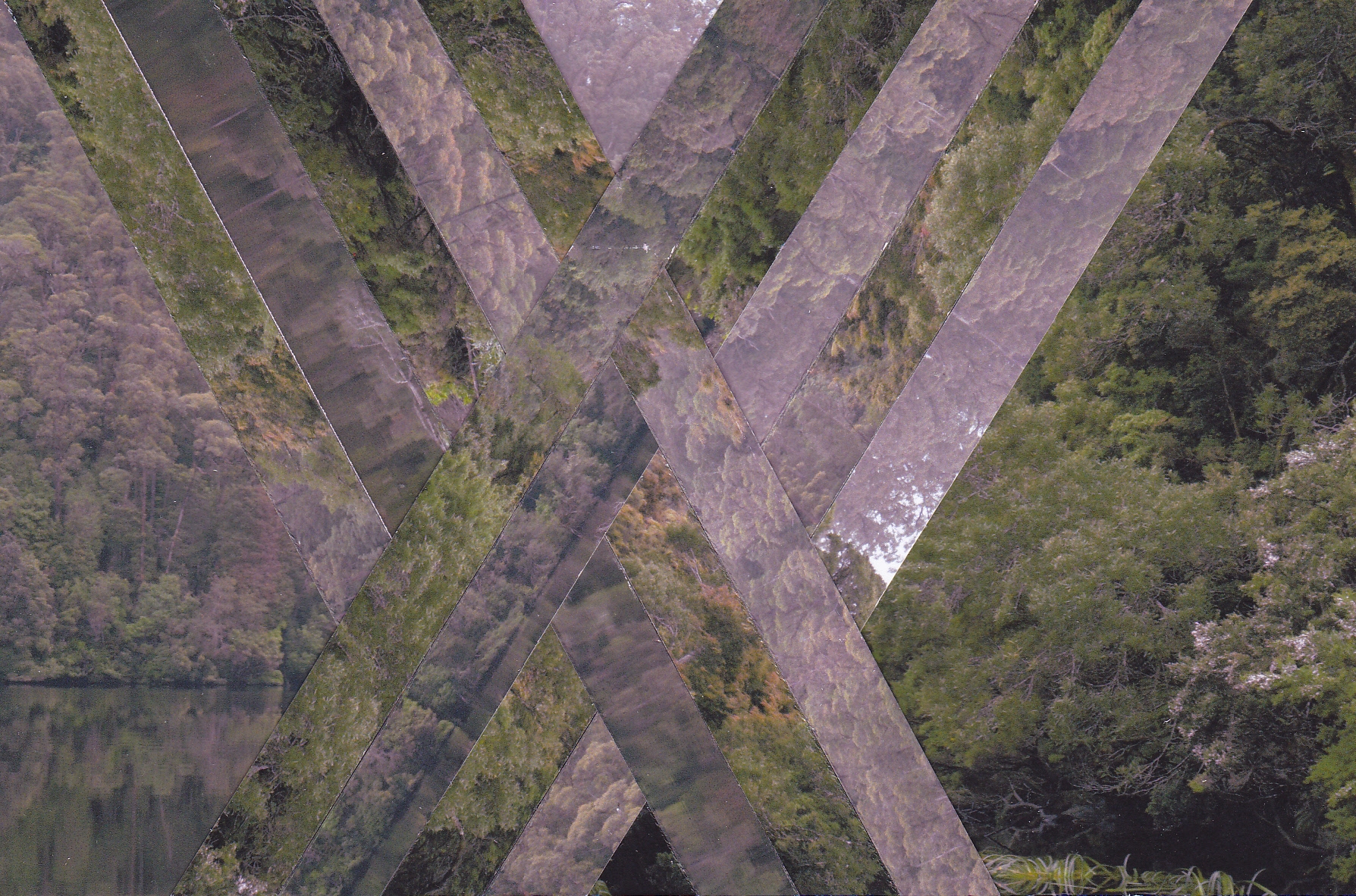 collage of interwoven lines cut from a photograph of a forest